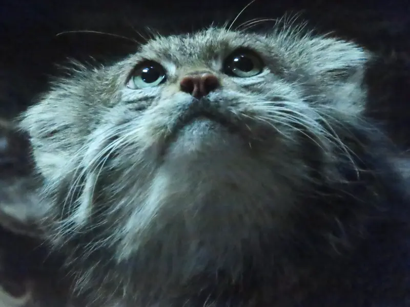 A photograph of Klyon in Ueno Zoological Gardens