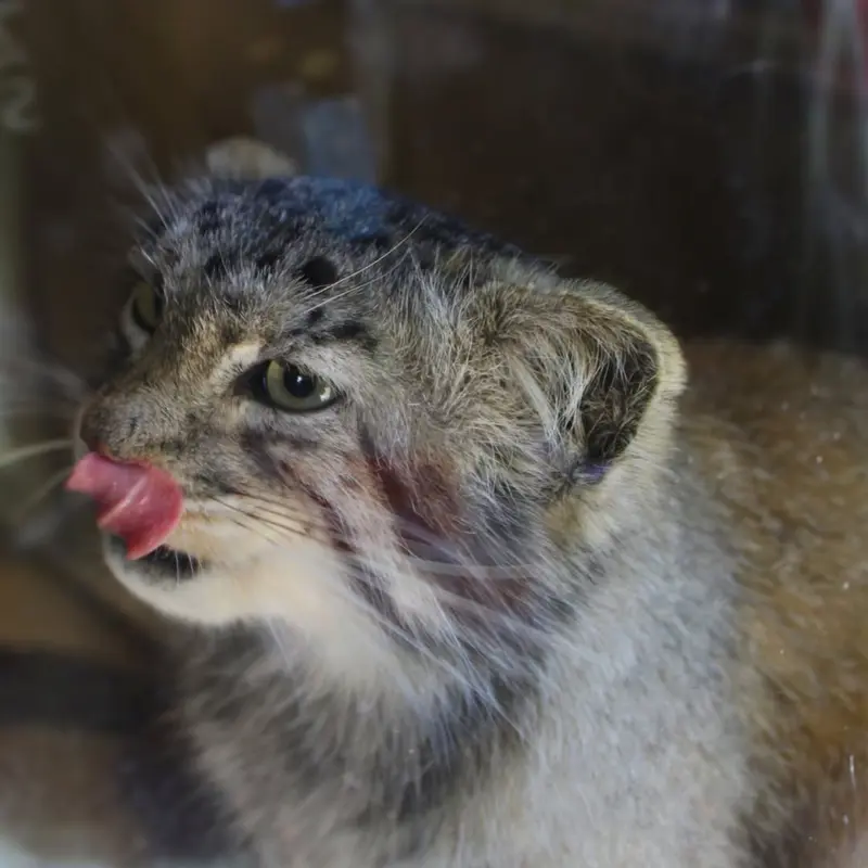 A photograph of Makari in Binghamton Zoo at Ross Park