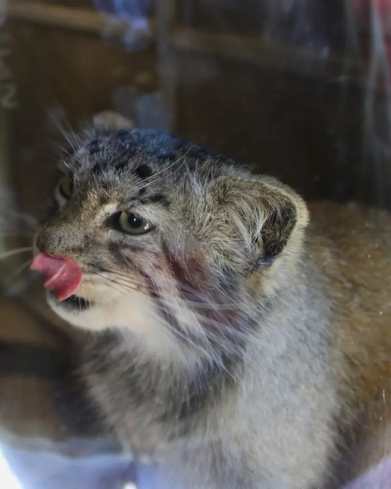 A photograph of Makari in Binghamton Zoo at Ross Park