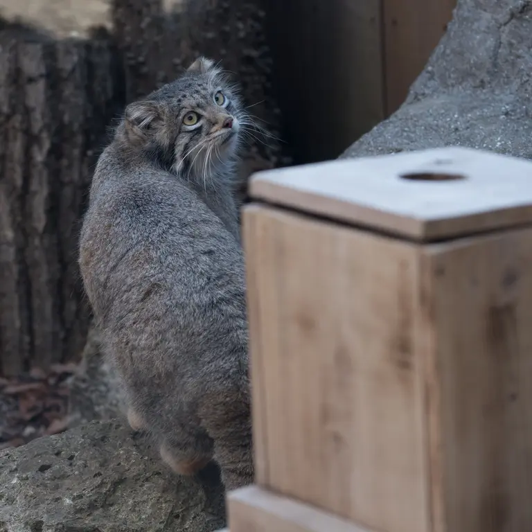 A photograph of Oto in Saitama Children's Zoo