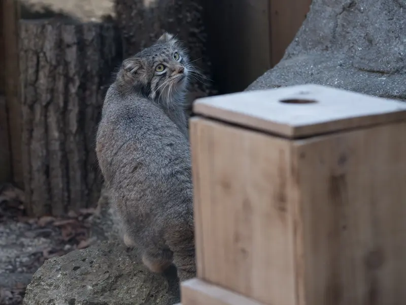 A photograph of Oto in Saitama Children's Zoo