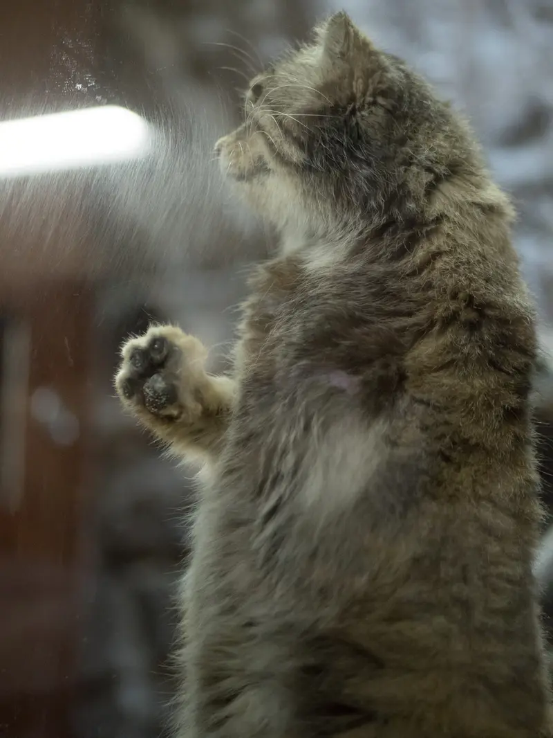 A photograph of Primula in Ueno Zoological Gardens