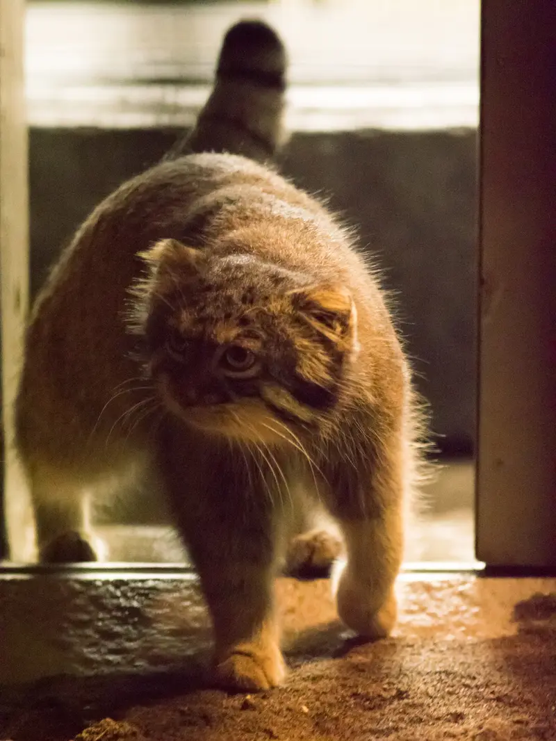 A photograph of Figa in Nogeyama Zoo