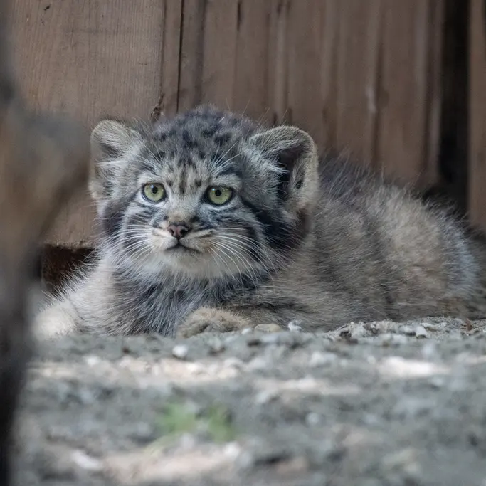 A photograph of a Pallas's cat in Novosibirsk Zoo