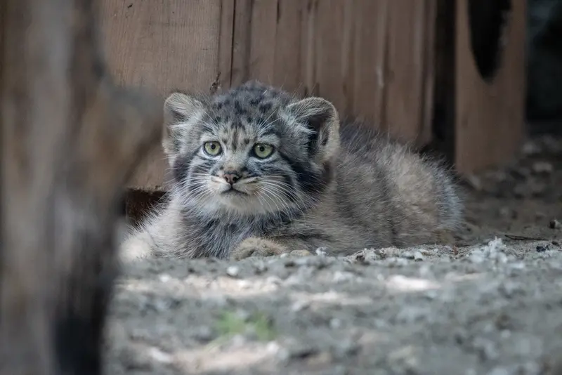 A photograph of a Pallas's cat in Novosibirsk Zoo