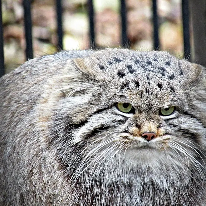 A photograph of a Pallas's cat in Novosibirsk Zoo