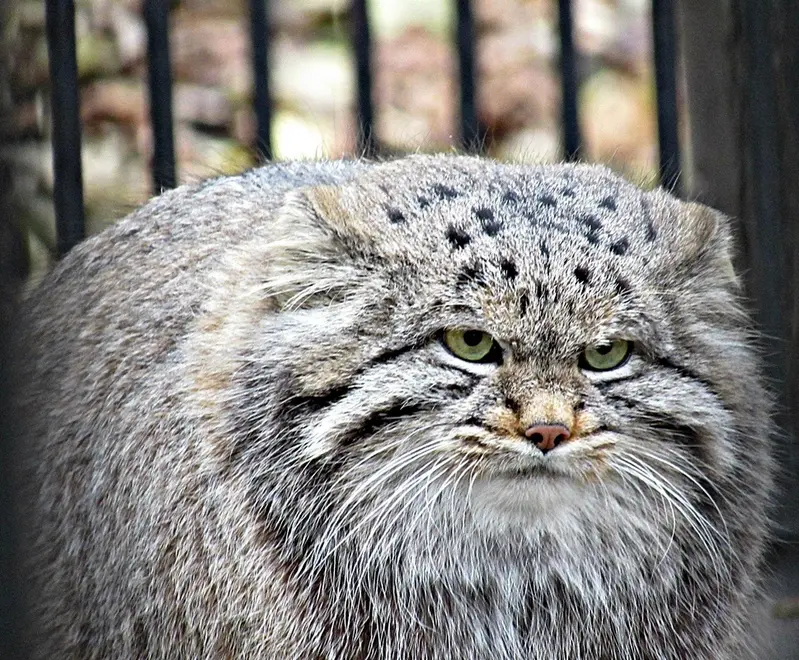 A photograph of a Pallas's cat in Novosibirsk Zoo