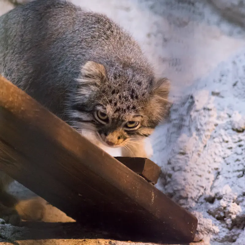 A photograph of Figa in Nogeyama Zoo