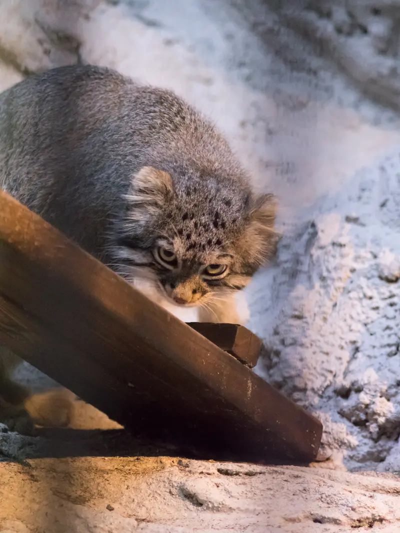 A photograph of Figa in Nogeyama Zoo