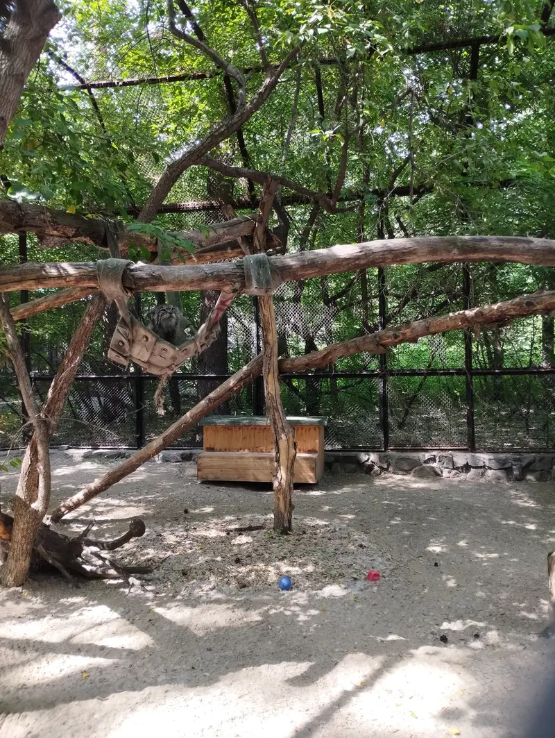A photograph of a Pallas's cat in Novosibirsk Zoo