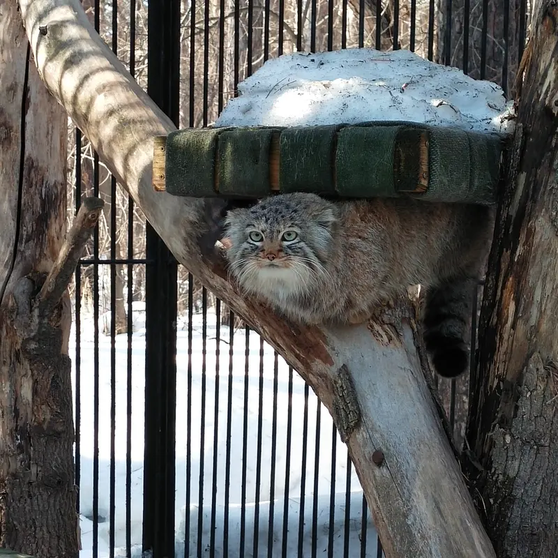 A photograph of a Pallas's cat in Novosibirsk Zoo