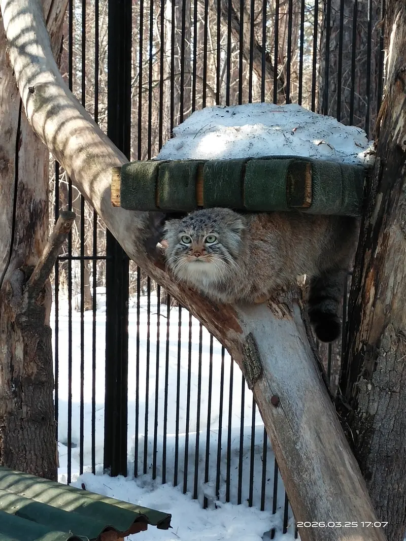 A photograph of a Pallas's cat in Novosibirsk Zoo