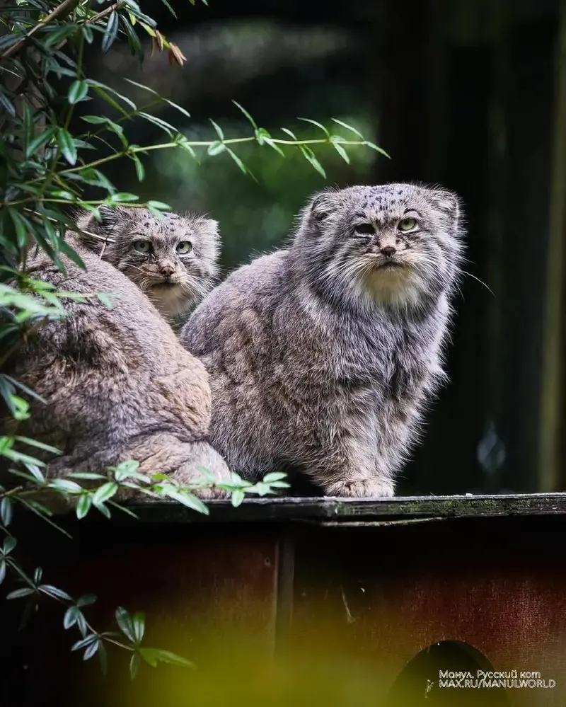 A photograph of a Pallas's cat