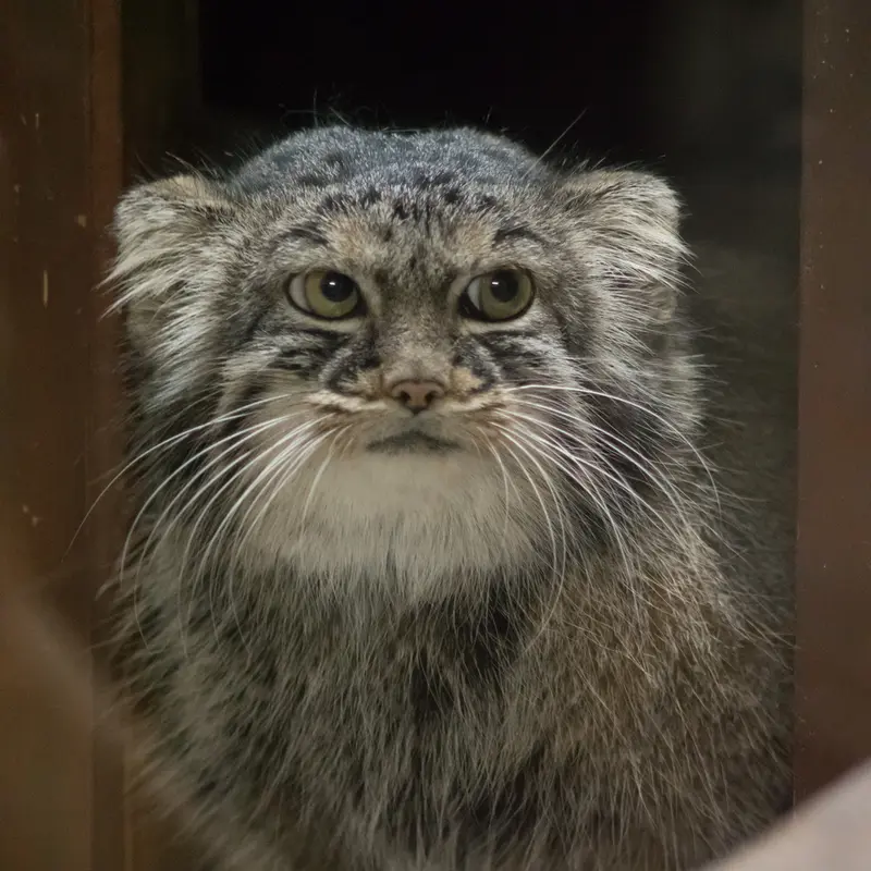 A photograph of Shafran in Ueno Zoological Gardens