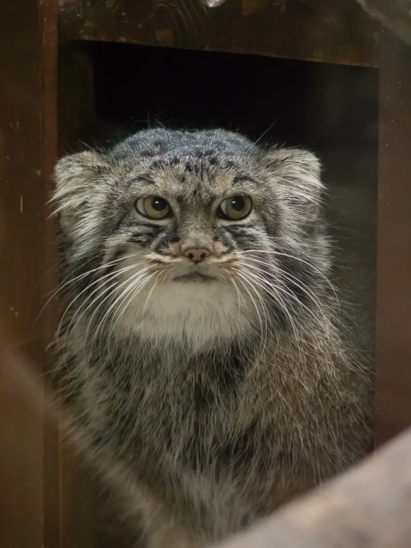 A photograph of Shafran in Ueno Zoological Gardens