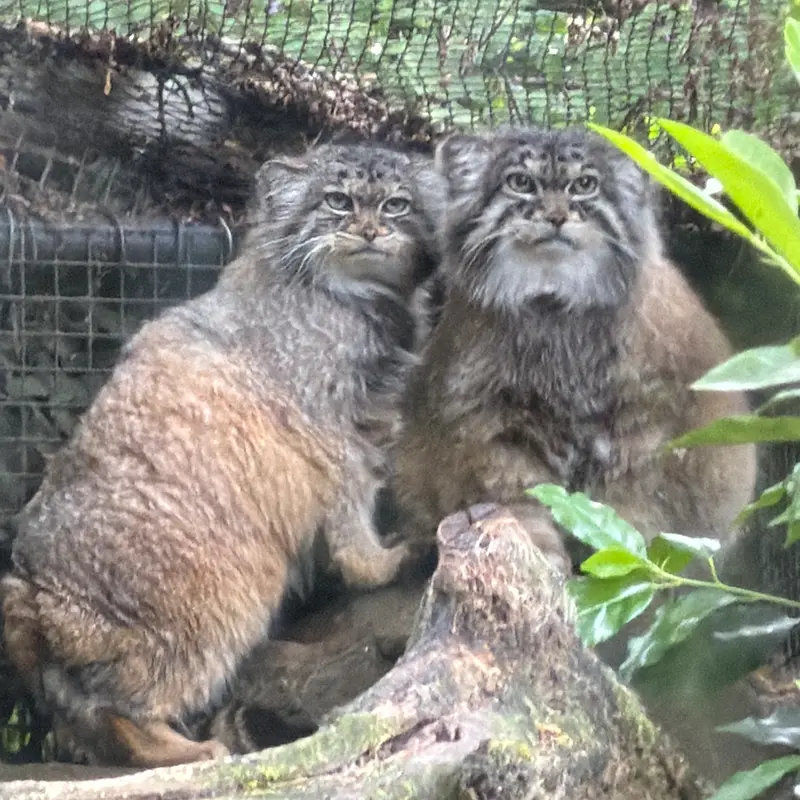 A photograph of Norbu and Poes in Rotterdam Zoo