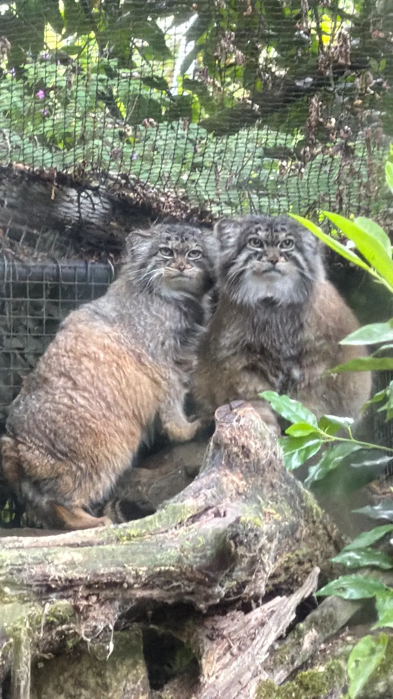 A photograph of Norbu and Poes in Rotterdam Zoo