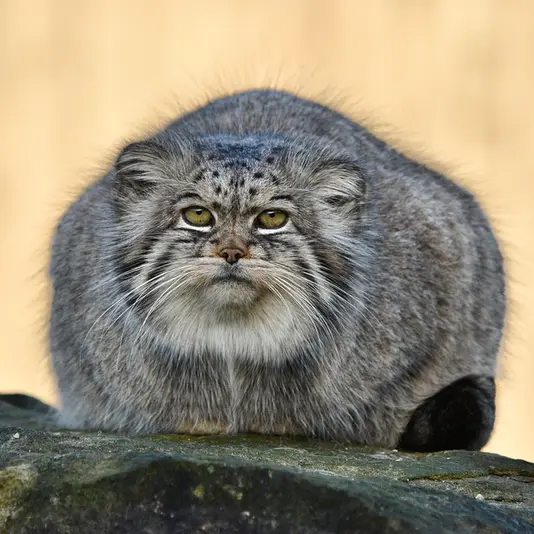 A photograph of Atlan in Port Lympne Wild Animal Park
