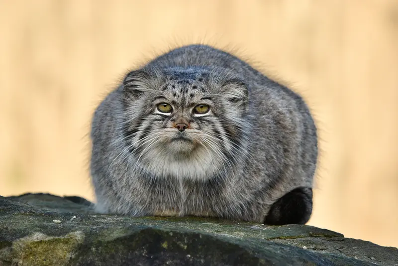 A photograph of Atlan in Port Lympne Wild Animal Park
