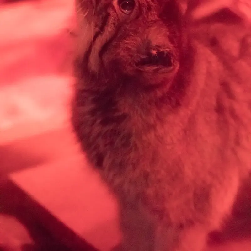 A photograph of Naim in Ueno Zoological Gardens