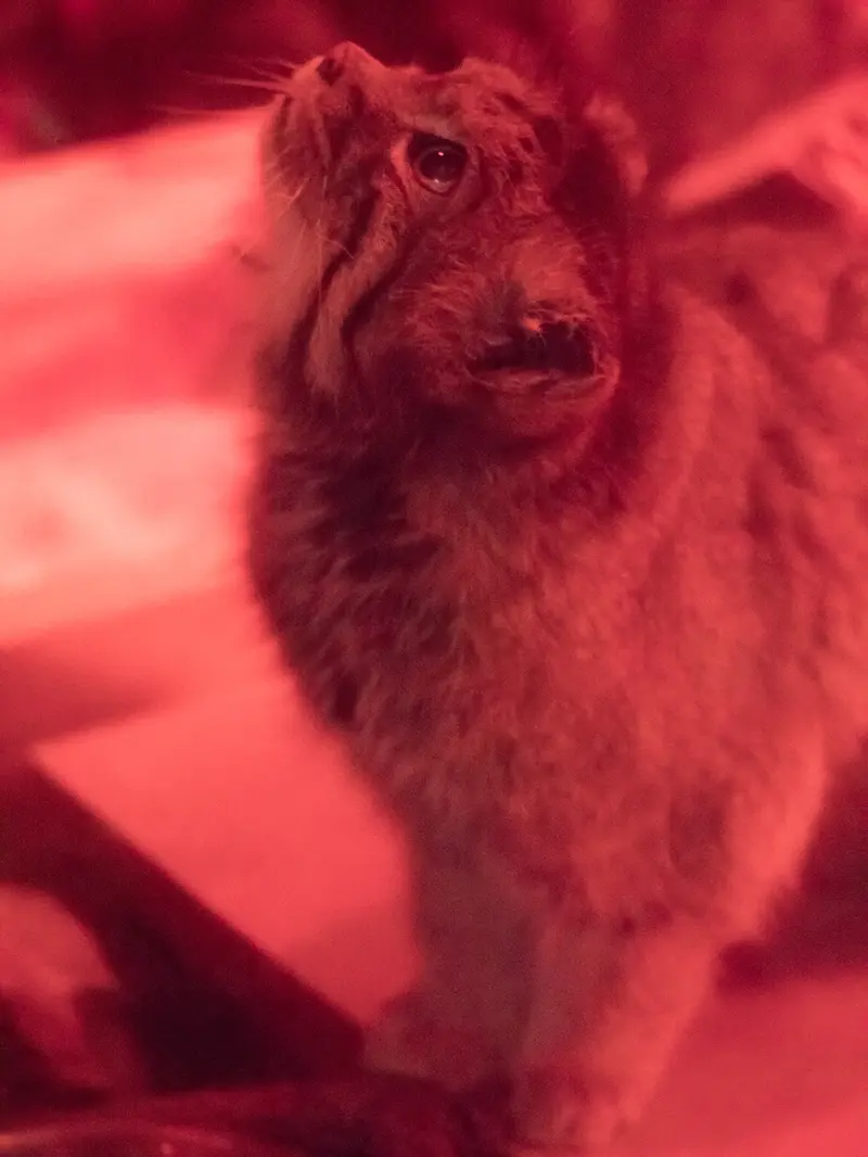 A photograph of Naim in Ueno Zoological Gardens