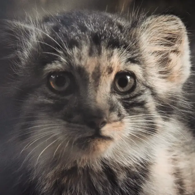 A photograph of Boris Ⅱ in Budapest Zoo & Botanical Garden