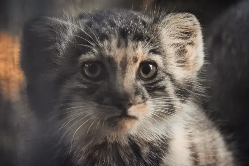 A photograph of Son of Lucy b. 2026 in Budapest Zoo & Botanical Garden
