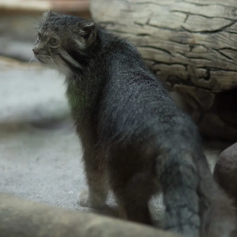 A photograph of Klyon in Ueno Zoological Gardens