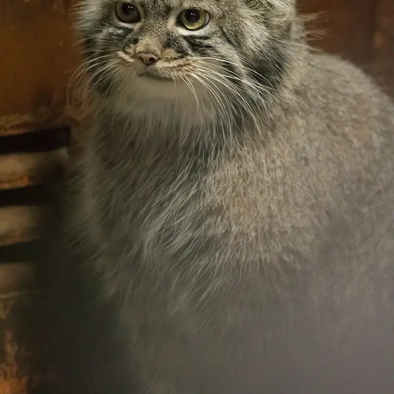 A photograph of Shafran in Ueno Zoological Gardens