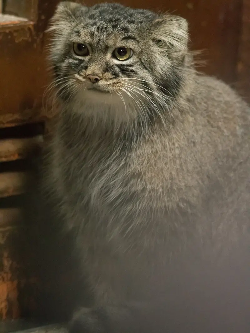 A photograph of Shafran in Ueno Zoological Gardens