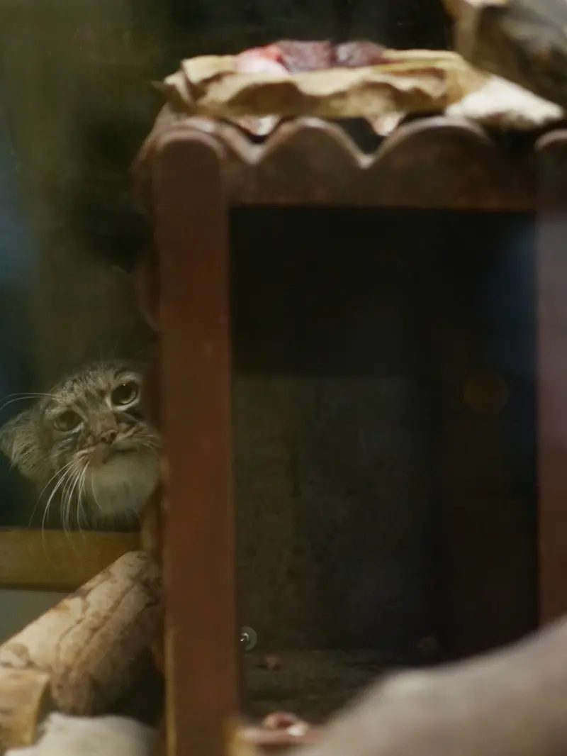 A photograph of a Pallas's cat