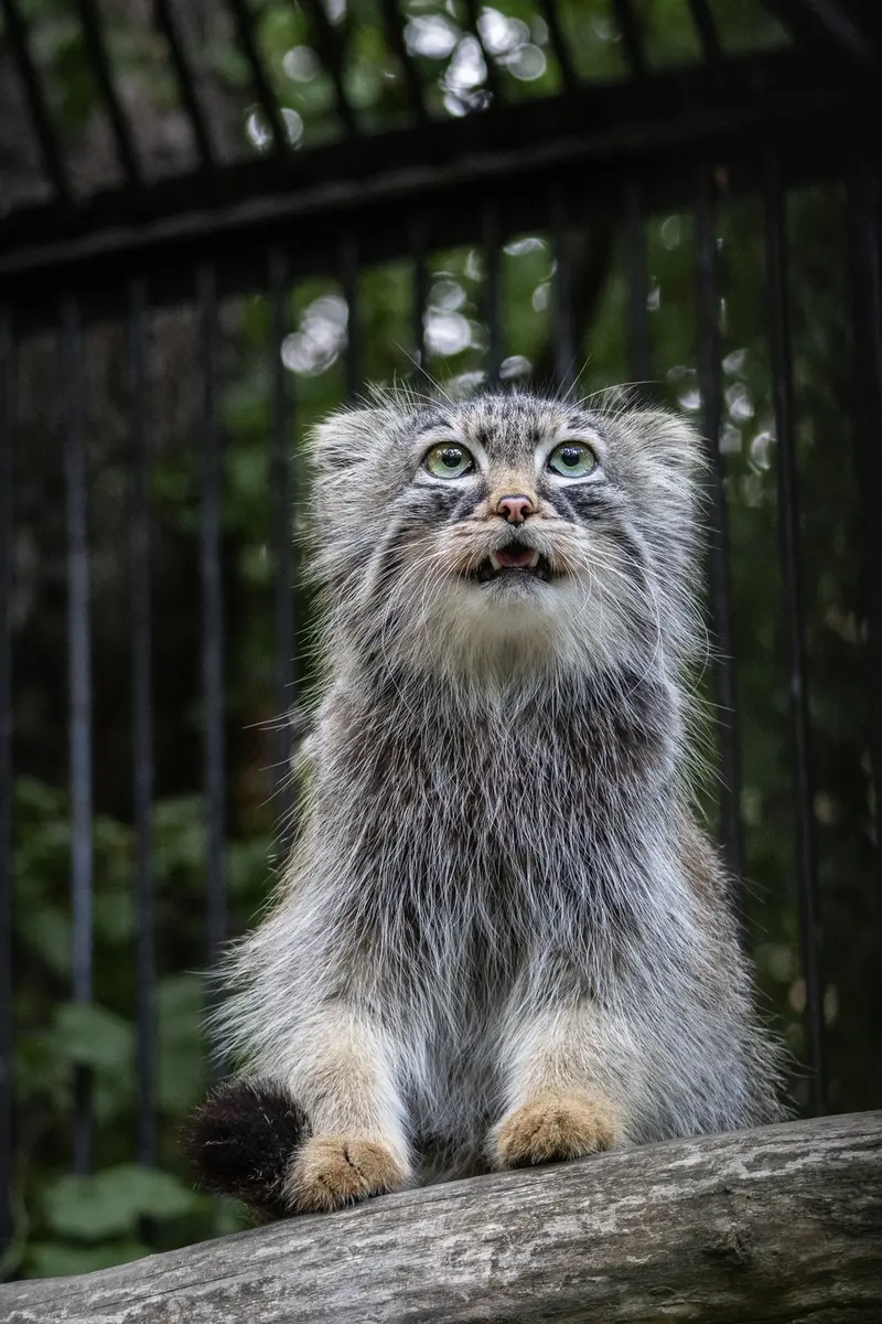 A photograph of Gabi in Novosibirsk Zoo