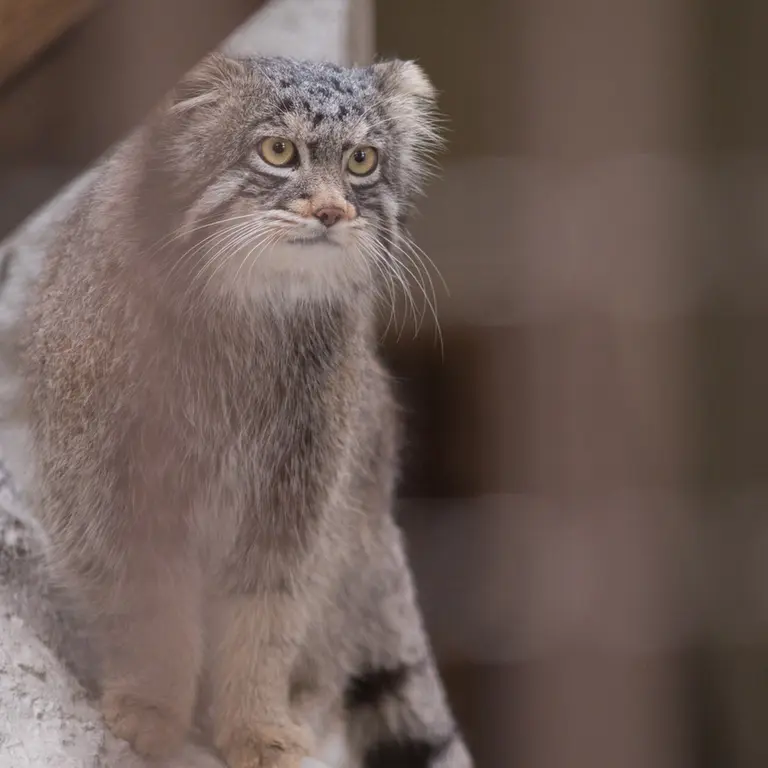 A photograph of Figa in Nogeyama Zoo