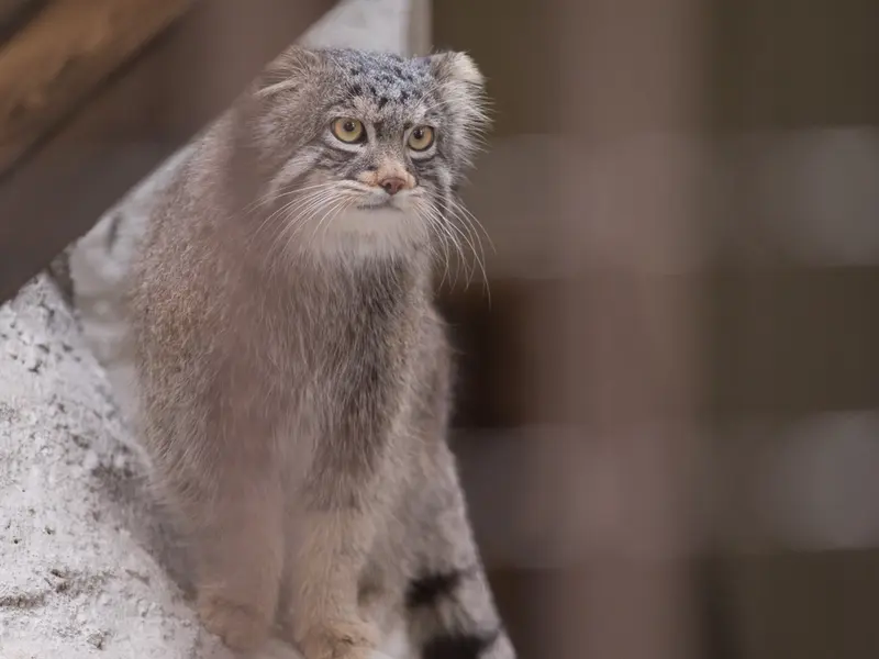 A photograph of Figa in Nogeyama Zoo