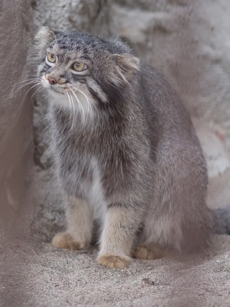 A photograph of Figa in Nogeyama Zoo