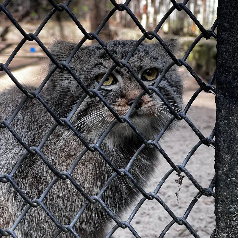 A photograph of a Pallas's cat in Novosibirsk Zoo
