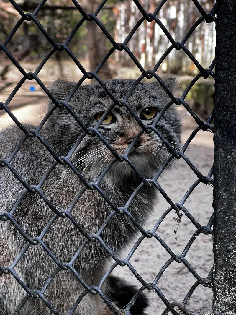 A photograph of a Pallas's cat in Novosibirsk Zoo