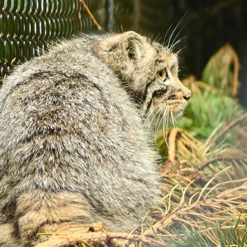 A photograph of Akkem in Novosibirsk Zoo
