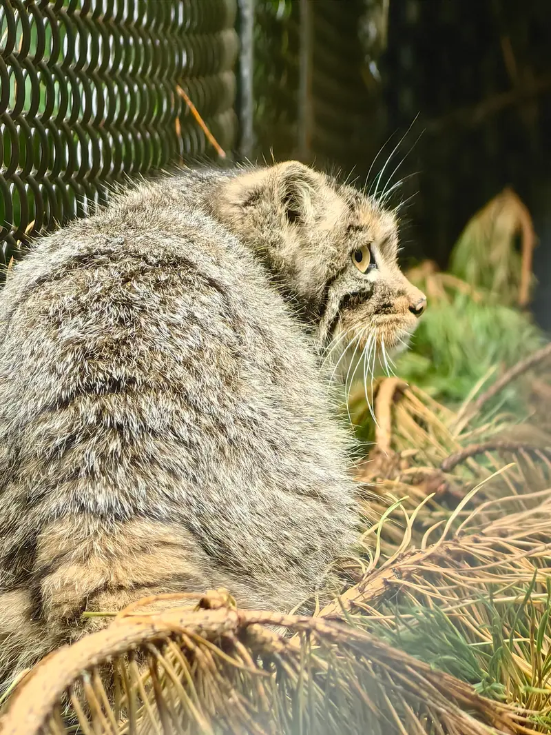 A photograph of Akkem in Novosibirsk Zoo