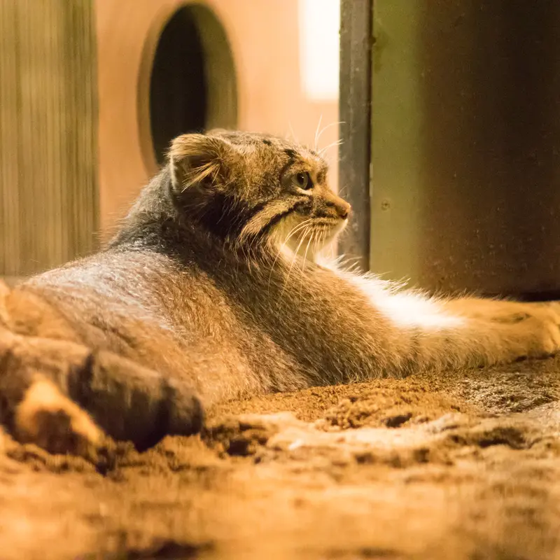 A photograph of Figa in Nogeyama Zoo