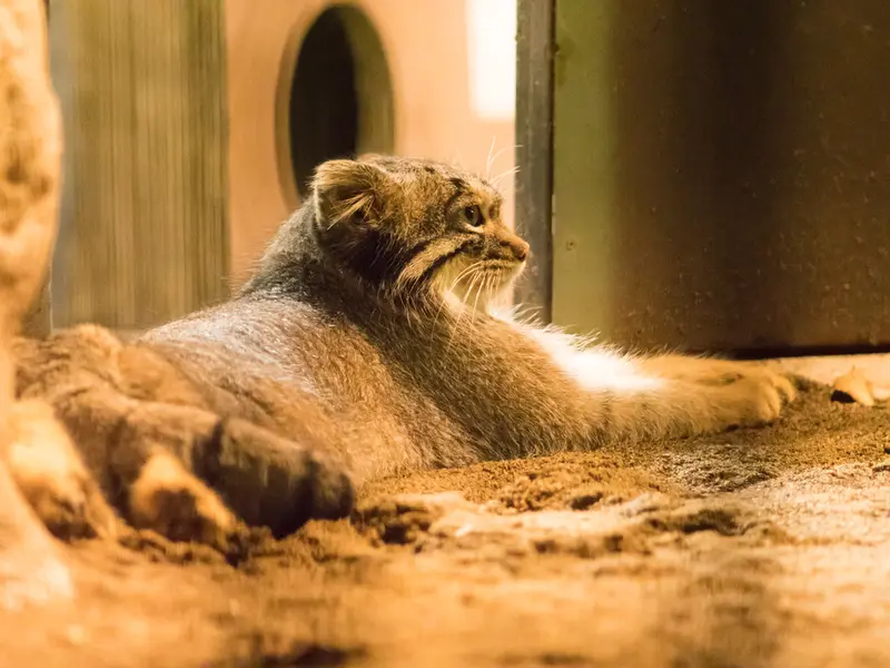 A photograph of Figa in Nogeyama Zoo