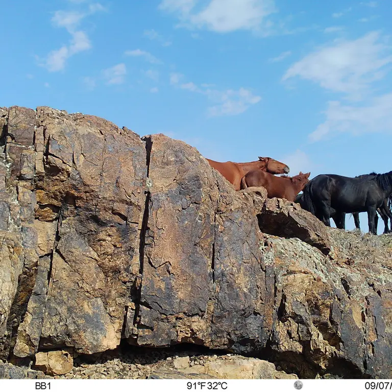 A photograph of Horse from Aktas-Kunkora [new] camera trap
