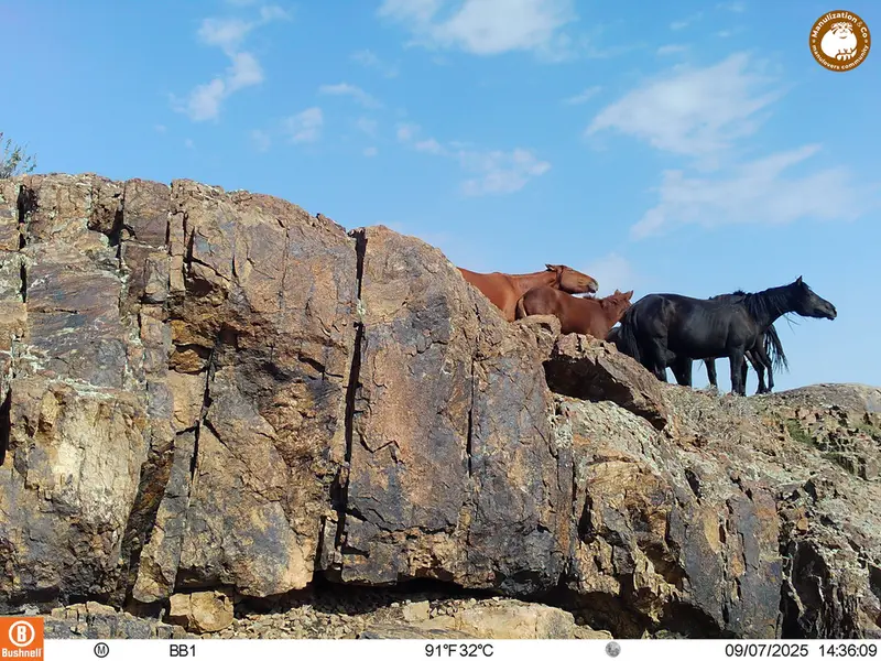 A photograph of Horse from Aktas-Kunkora [new] camera trap