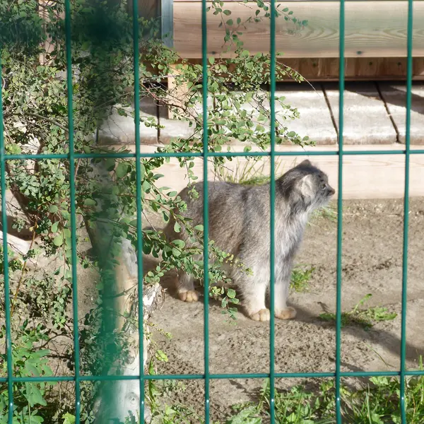 A photograph of Pepe in Barnaul zoo “Lesnaya skazka”