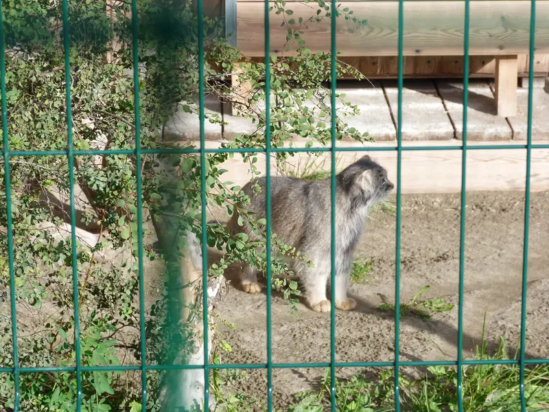 A photograph of Pepe in Barnaul zoo “Lesnaya skazka”