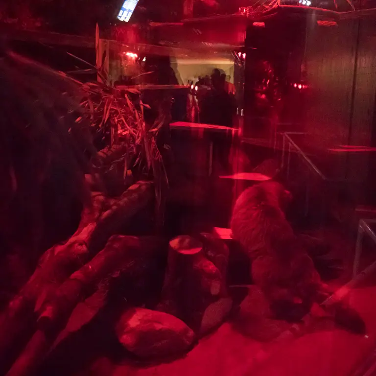 A photograph of Naim in Ueno Zoological Gardens