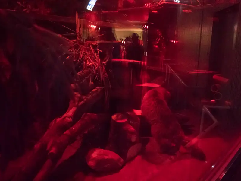 A photograph of Naim in Ueno Zoological Gardens