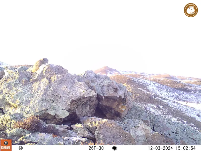 A photograph of Pika from Besshoky 1 camera trap