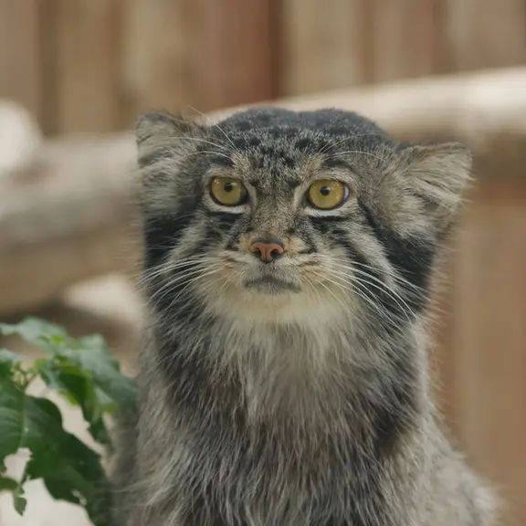 A photograph of a Pallas's cat in Kobe Animal Kingdom