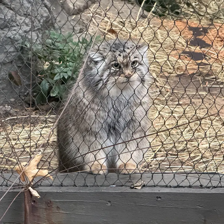A photograph of Sarnai in Prospect Park Zoo